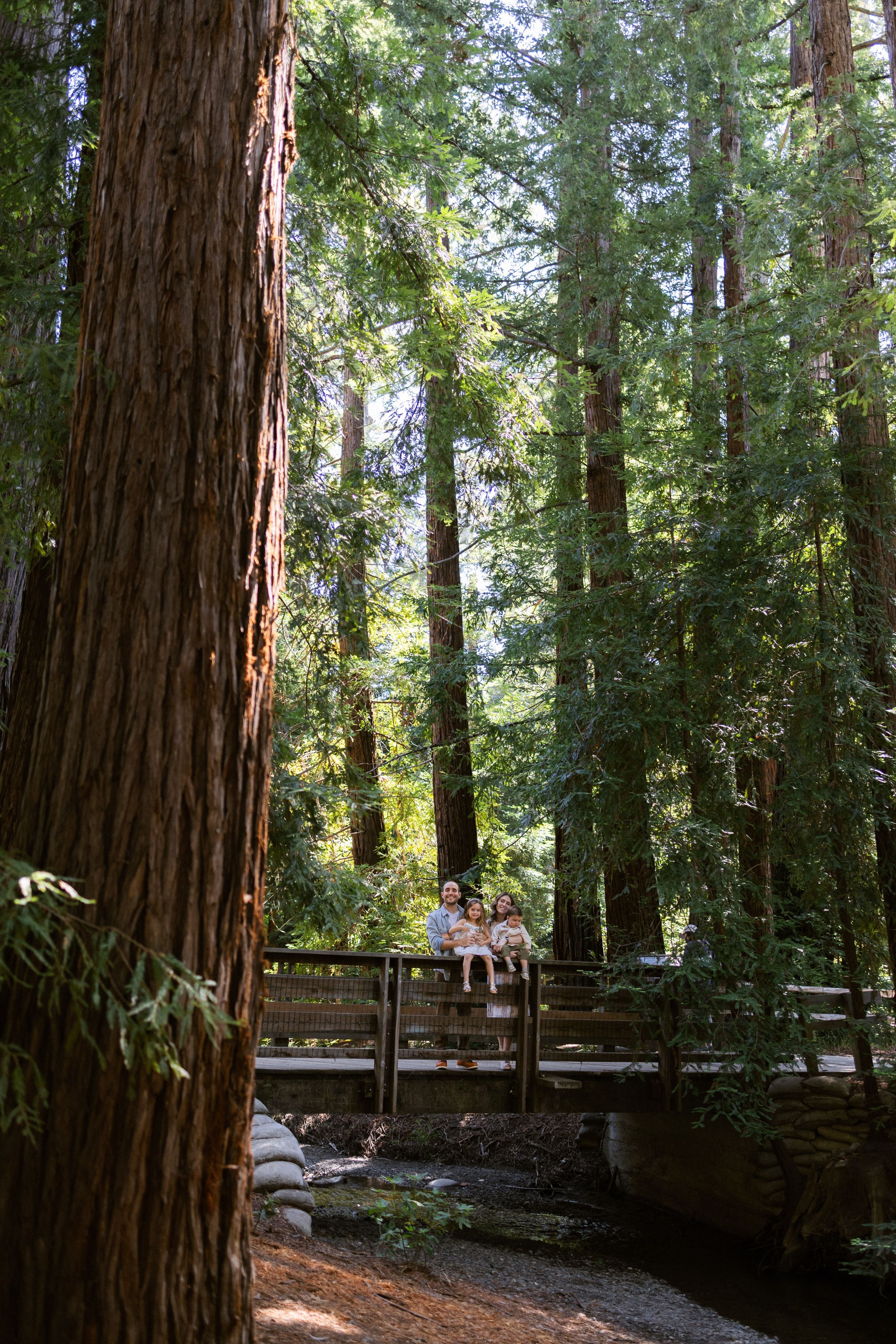 Bay Area family portraits in redwoods