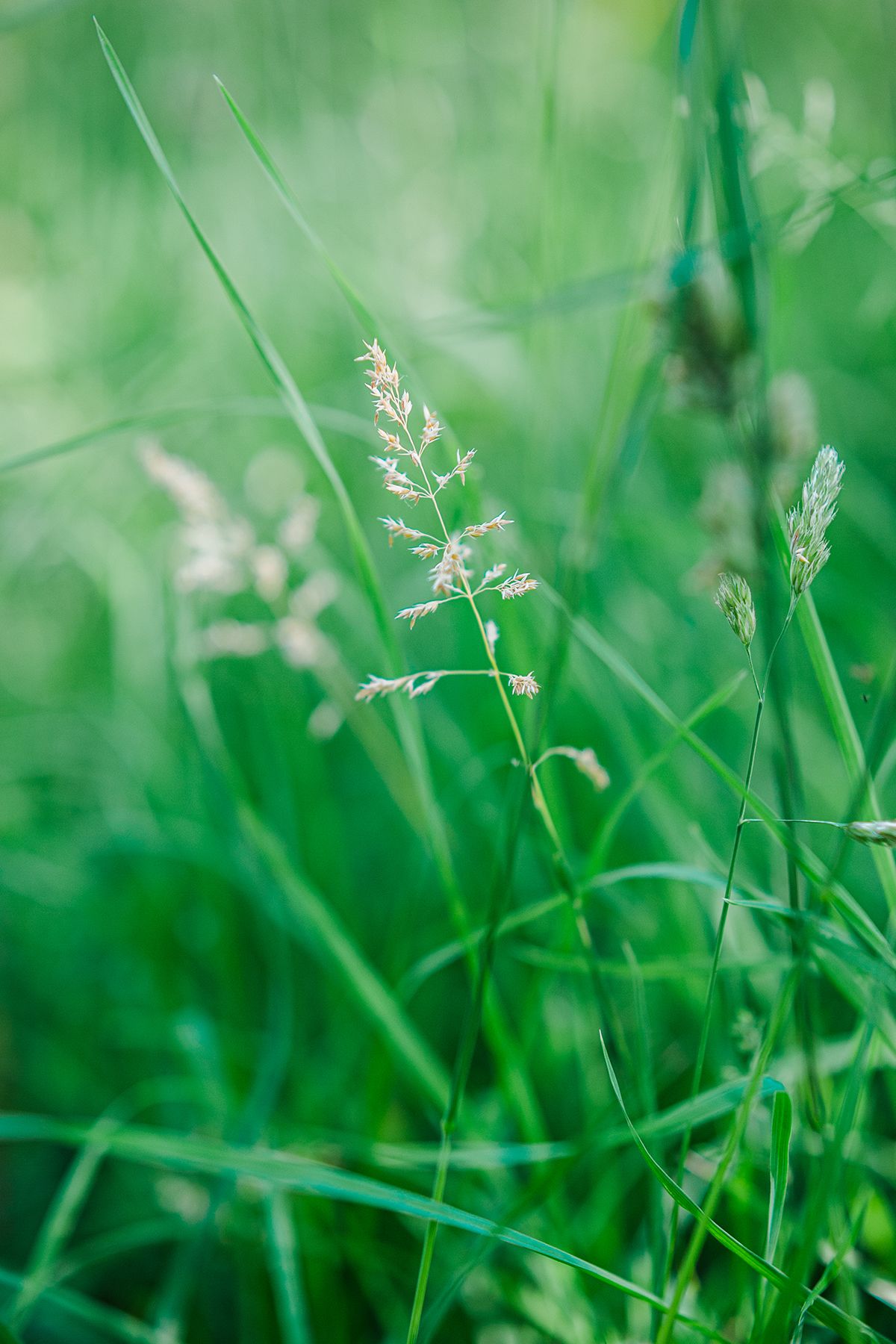 Close-up of annual meadow grass seed head in green meadow with soft bokeh background by fine art nature photographer Kathryn Hopkins