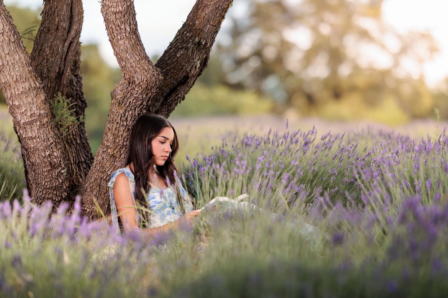 senior girl reading in a lavender field tucson, az
