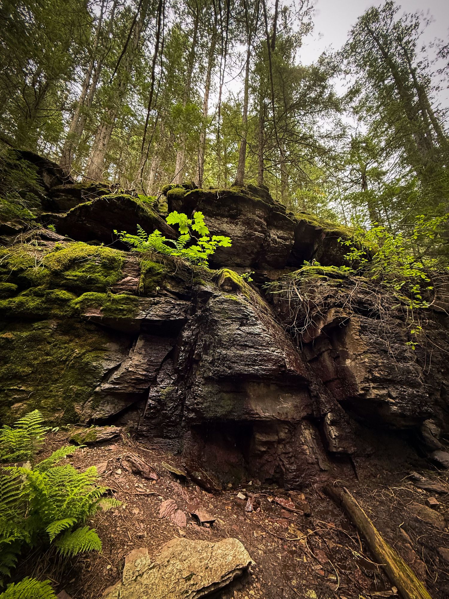 Moss-covered rocky cliff face with lush green ferns and tall forest trees in a dense woodland setting.
