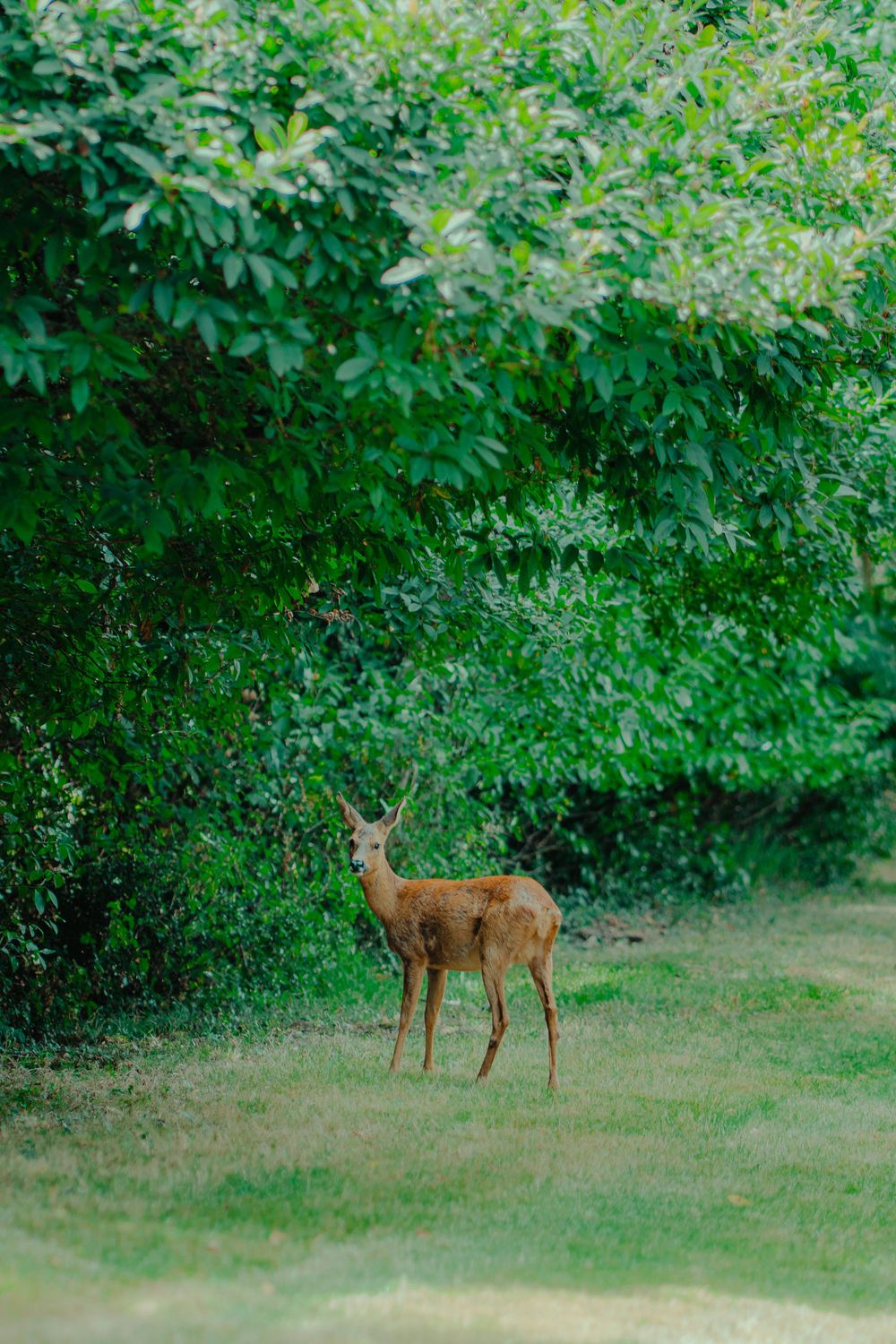 A morning visit by a deer to an estate in southwestern France, during the preparations