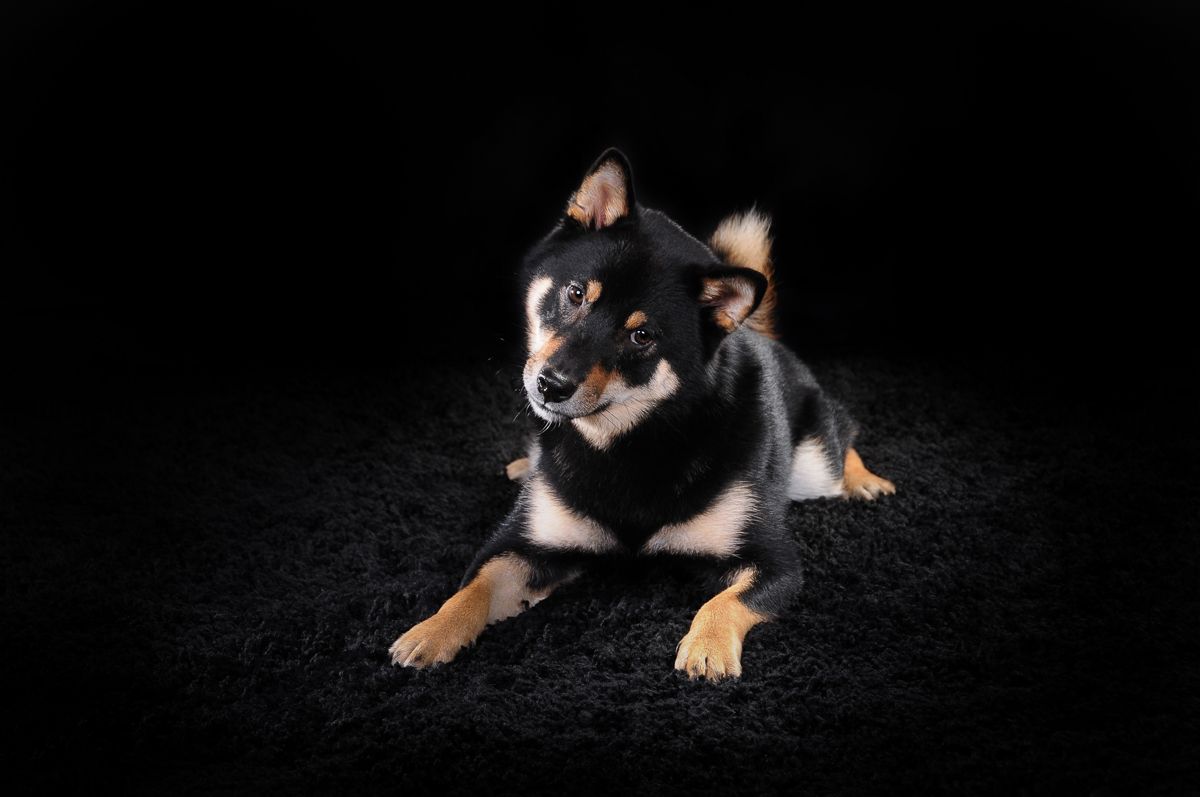 Black and tan dog laying on dark background in dramatic studio lighting.
