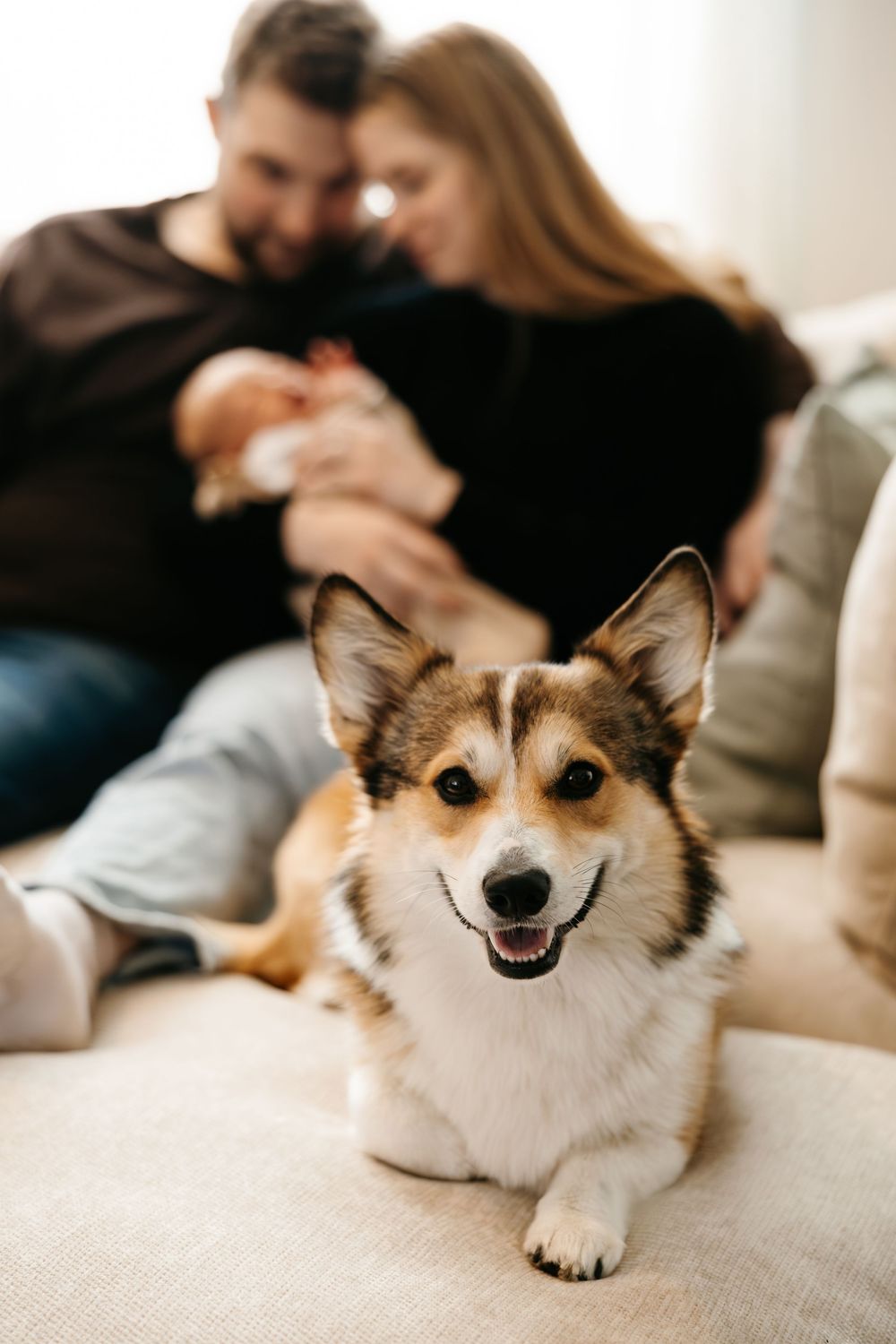 A happy Corgi dog sits on a couch in front of a couple tenderly holding their newborn baby.