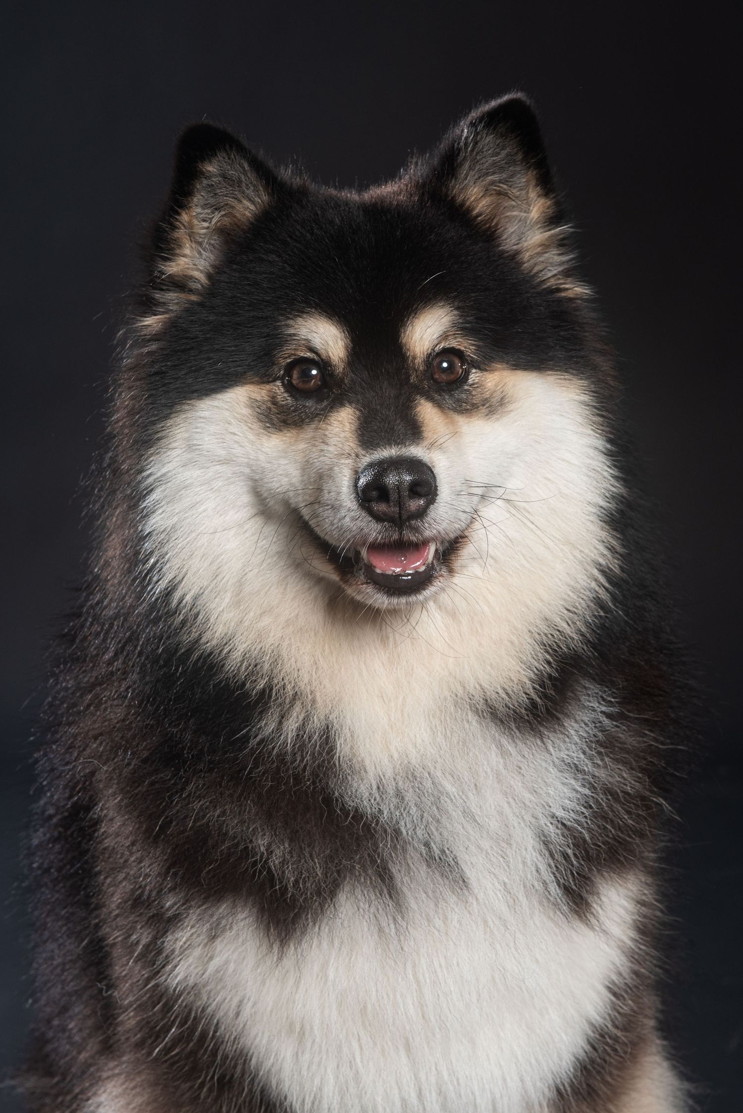 Fluffy Finnish Lapphund dog with black and white fur posing for a portrait against a dark background.