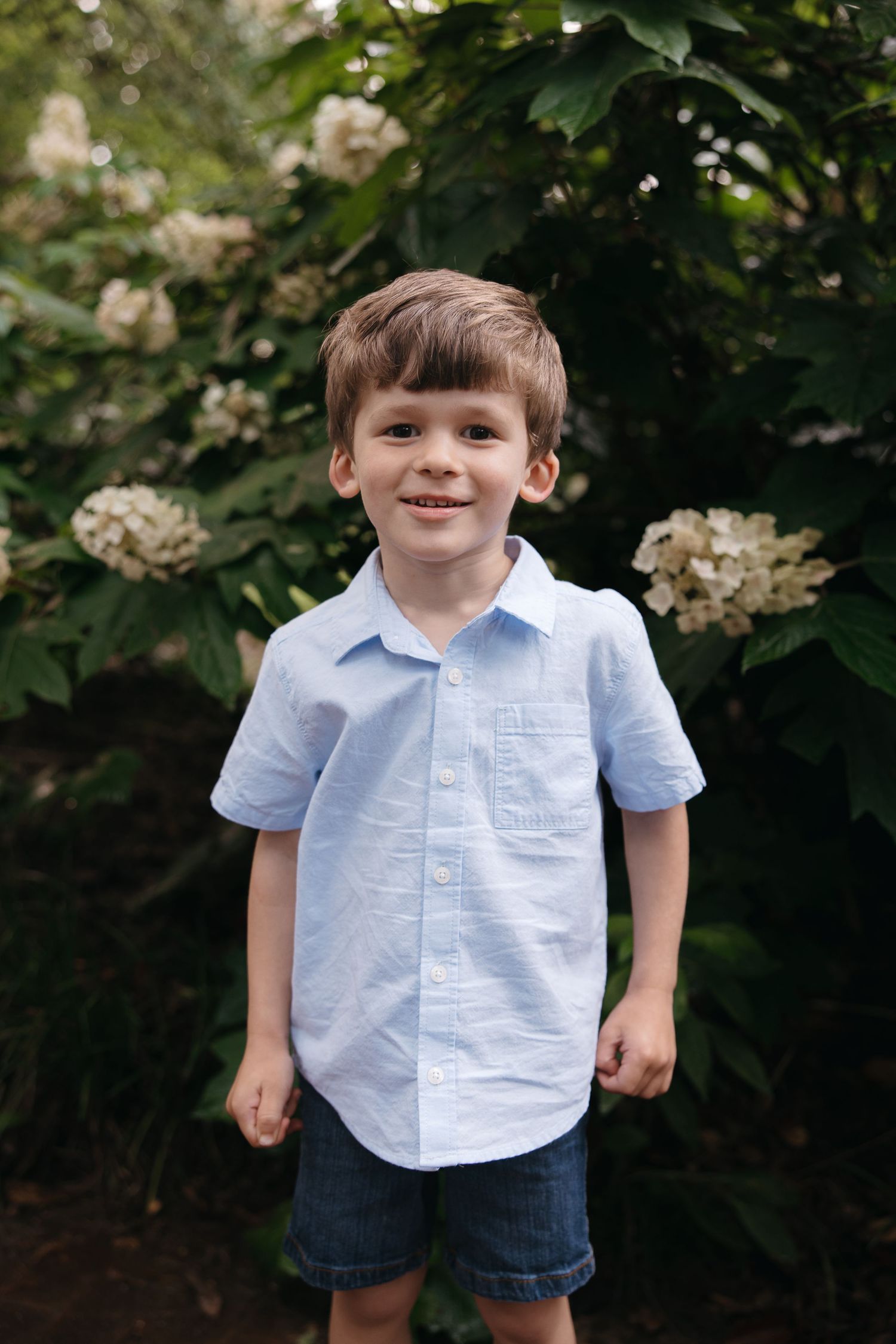 Young boy in light blue shirt and denim shorts smiling outdoors near blooming white hydrangea bushes.