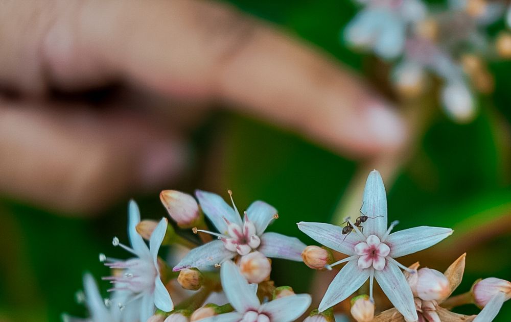 Tiny bee pollinating small white flowers with a blurred hand and green leaves in background.