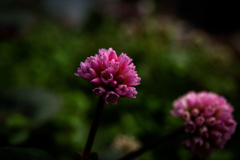 Vibrant pink clover flower in sharp focus against dark green blurred garden background.