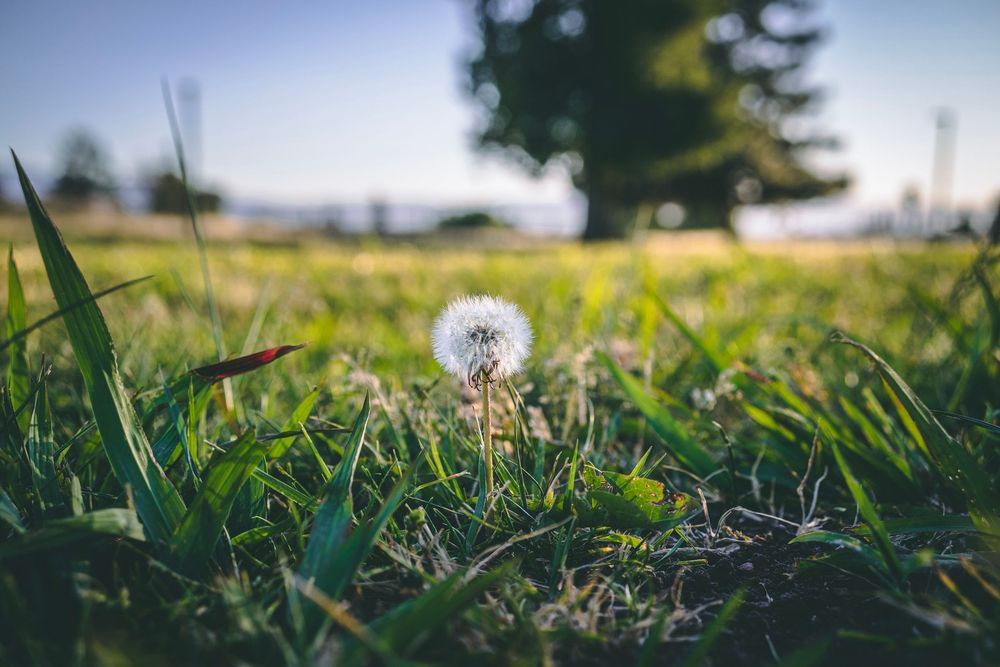 A lone dandelion in lush green grass with a sunlit park and trees softly blurred in the background.