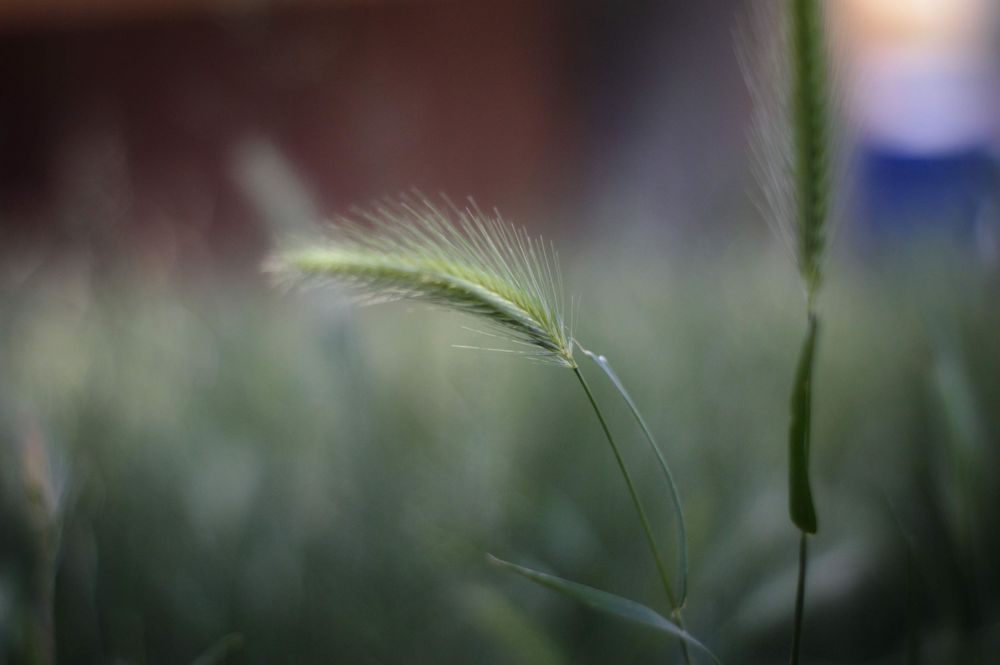 Close-up of a single green barley wheat stalk with feathery awns in a blurred field.