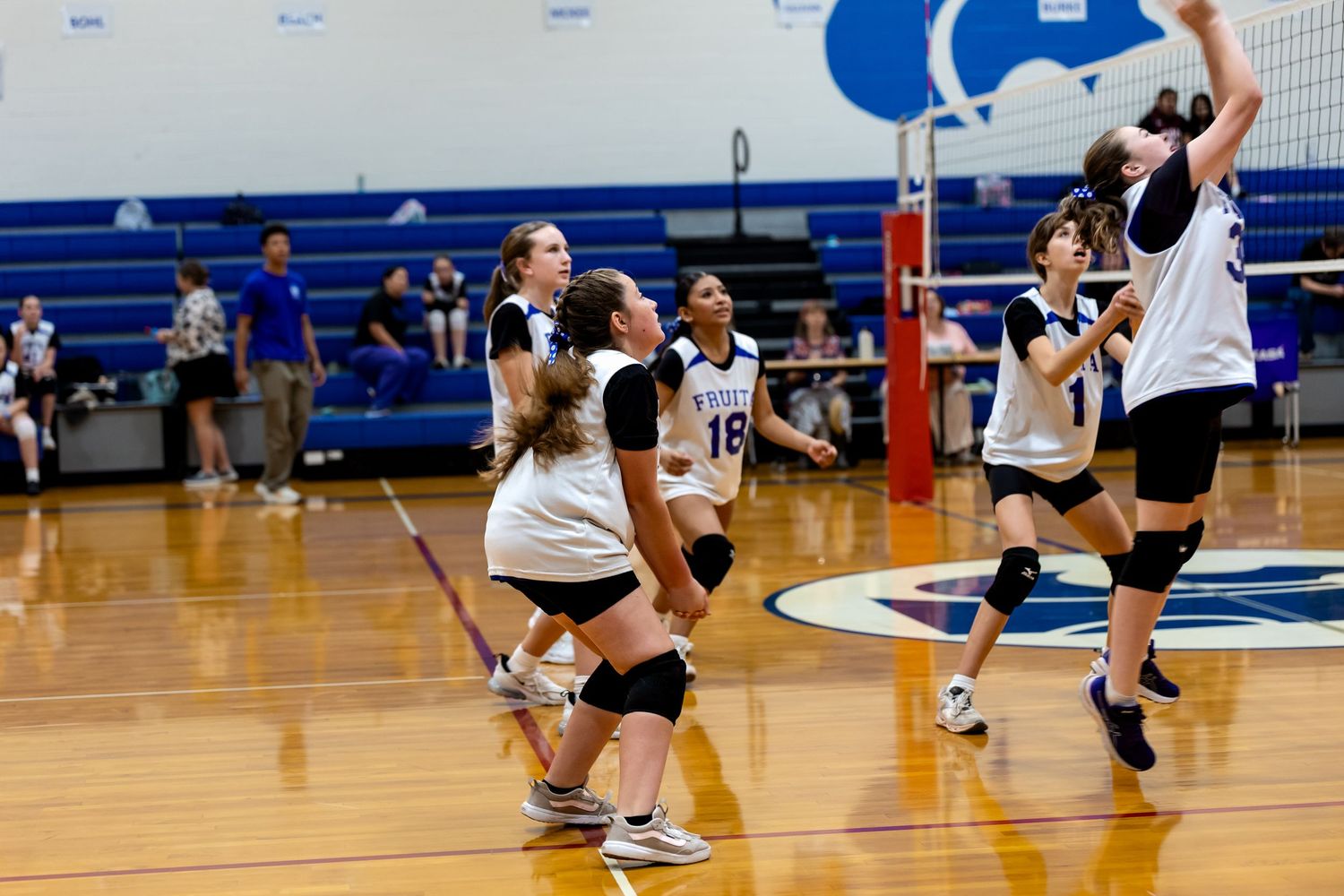 A volleyball player leaps to spike the ball at the net while teammates in white and black uniforms crouch ready on the gym court.
