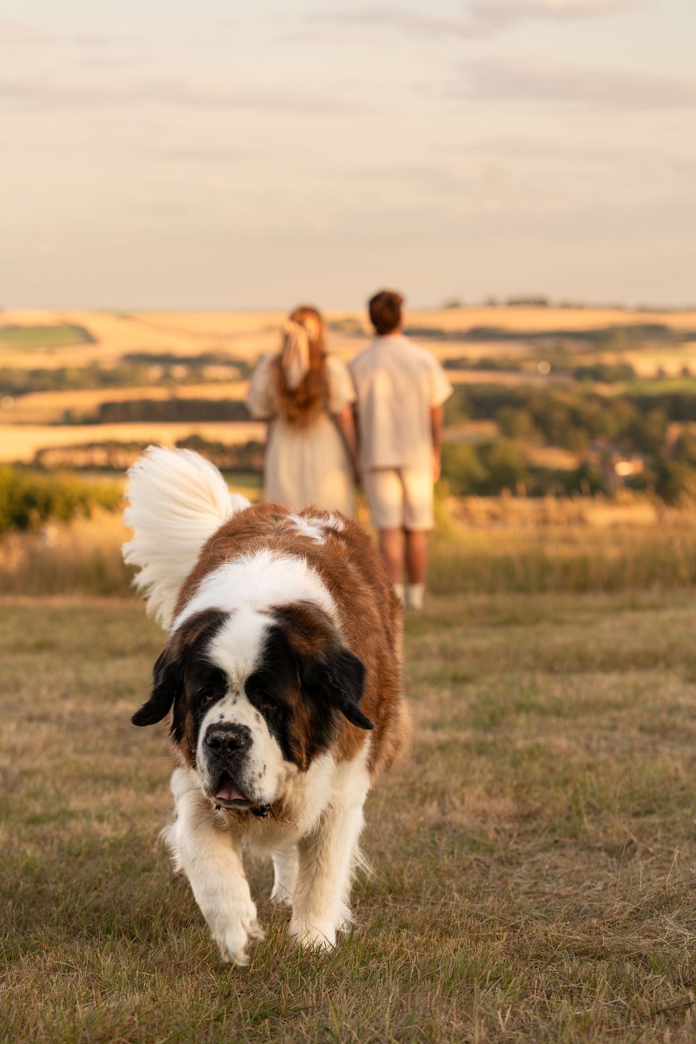 A large Saint Bernard dog walks toward the camera in a golden field, with a couple standing together in the background.