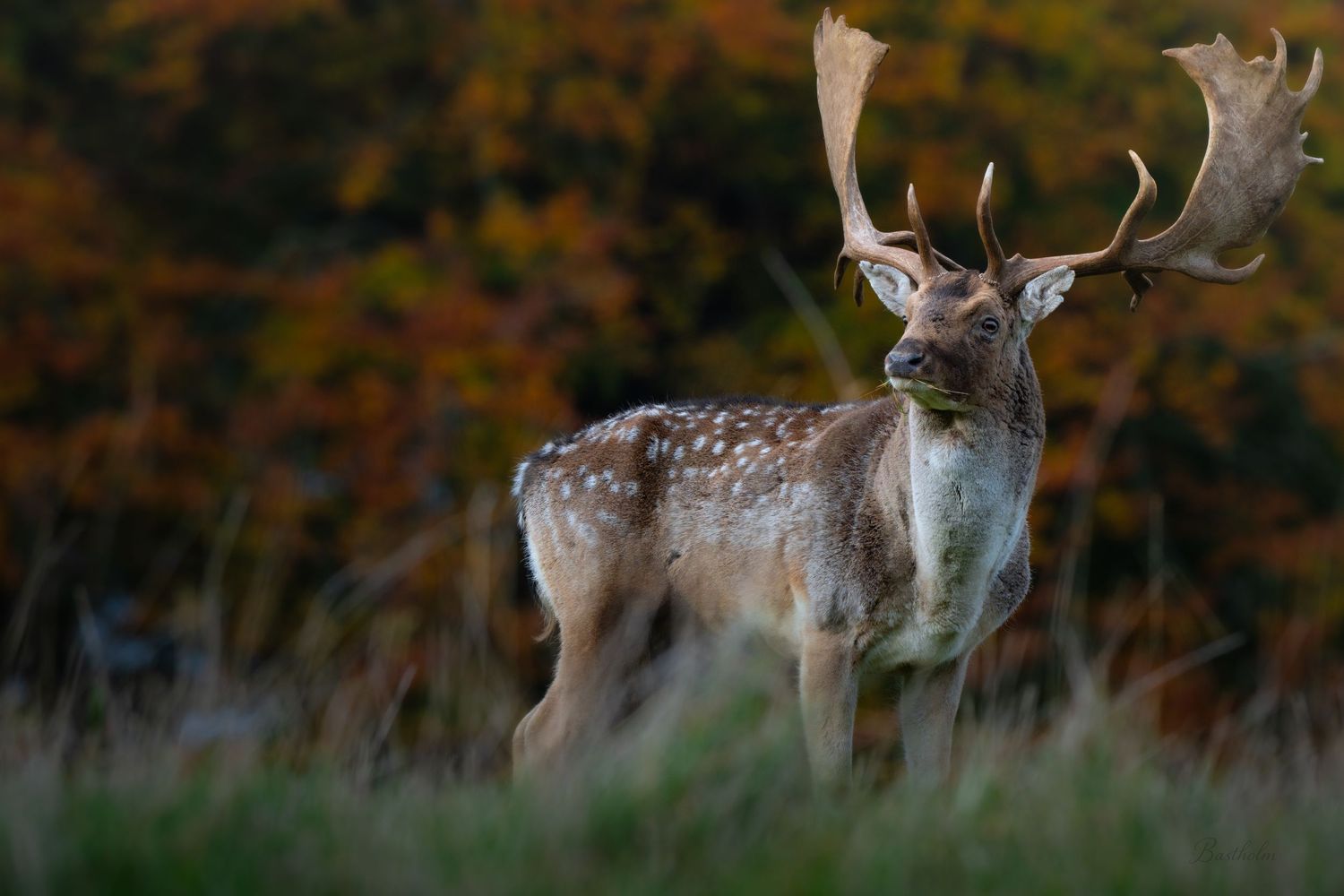 A majestic fallow deer stag with large antlers stands in a grassy meadow with colorful autumn foliage in the background.