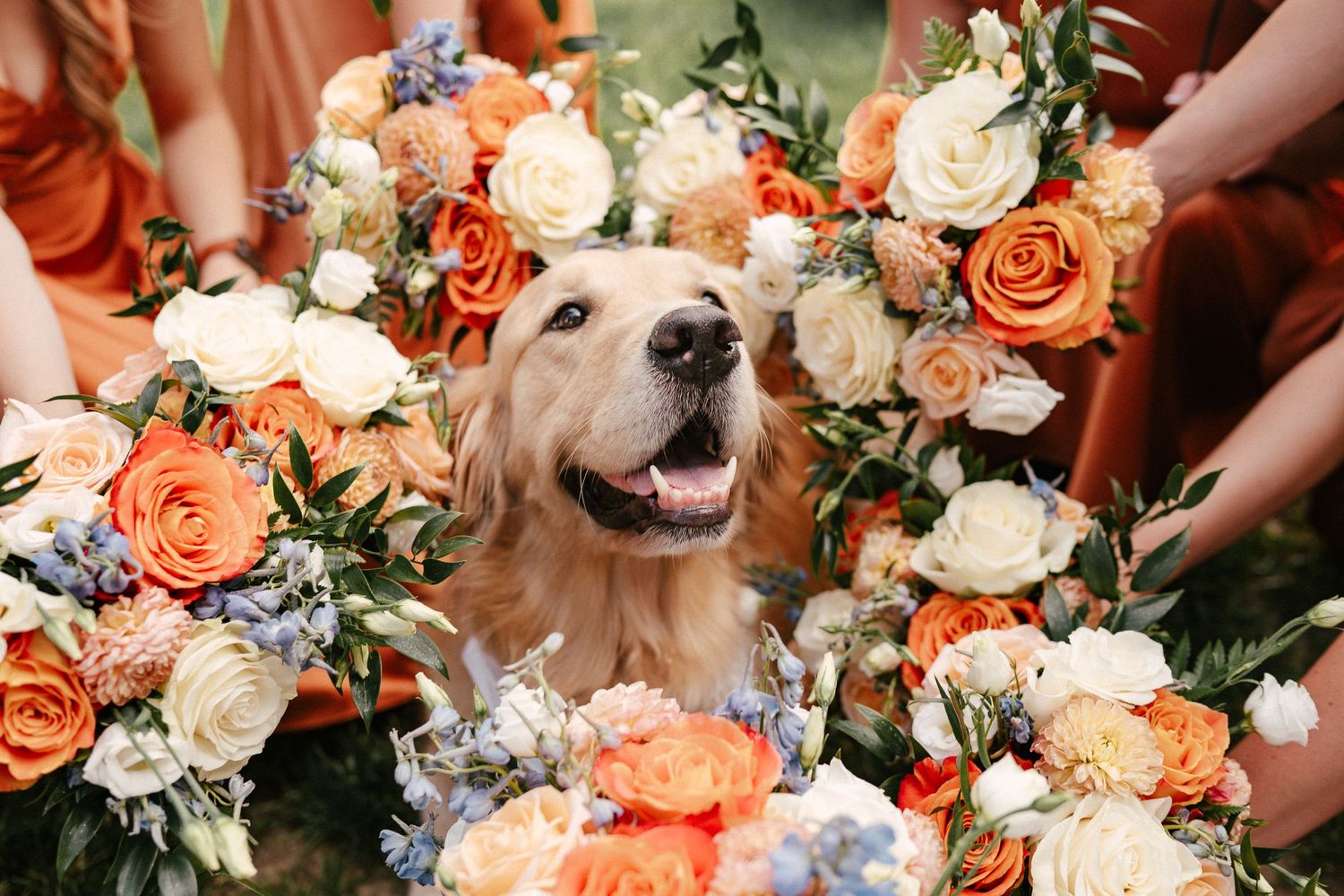 Golden retriever surrounded by orange, white, and blue wedding bouquets with bridesmaids in rust dresses.