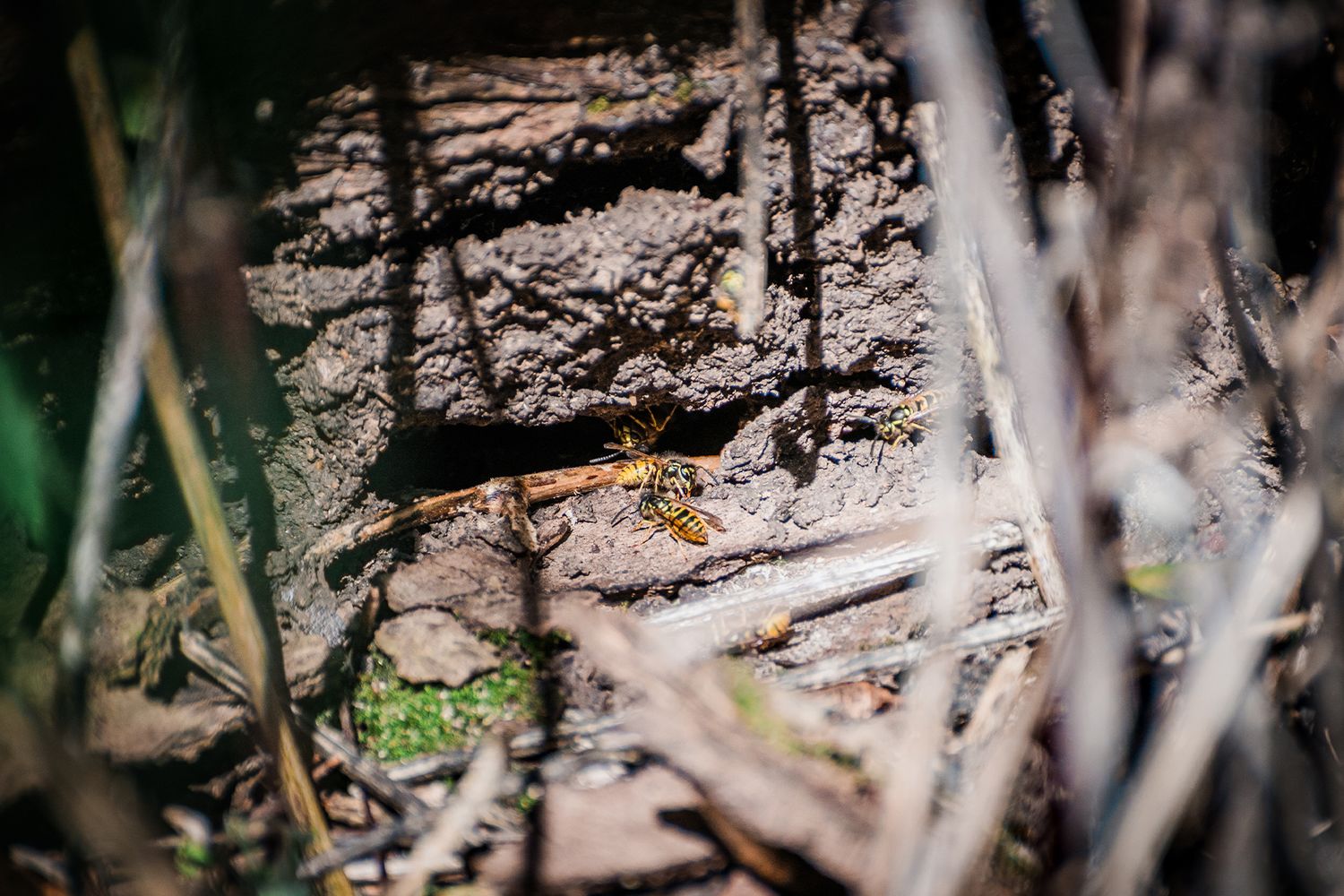 A yellow and black wasp rests on dry soil surrounded by dried grass and twigs in a natural outdoor setting.