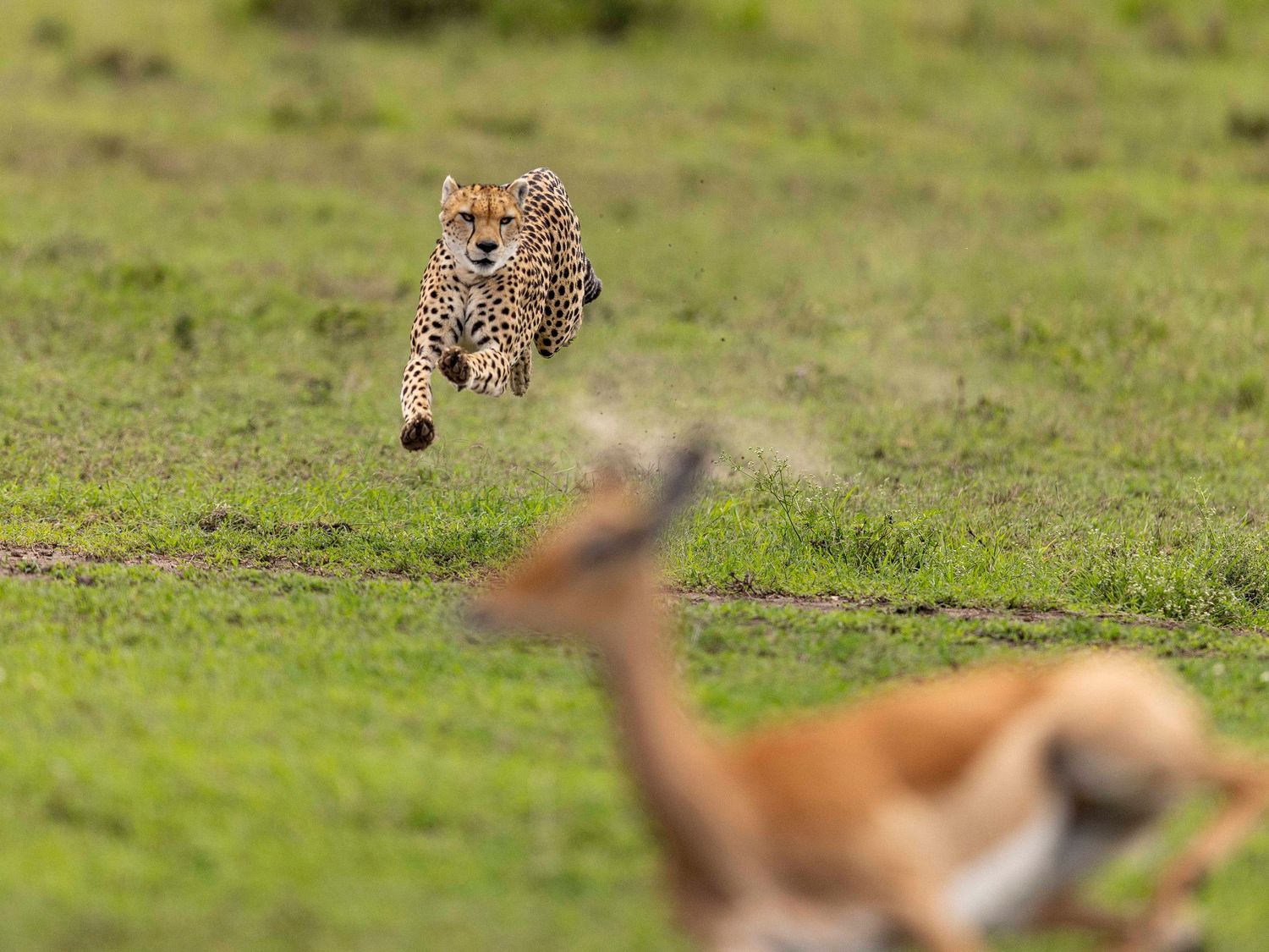 cheetah running