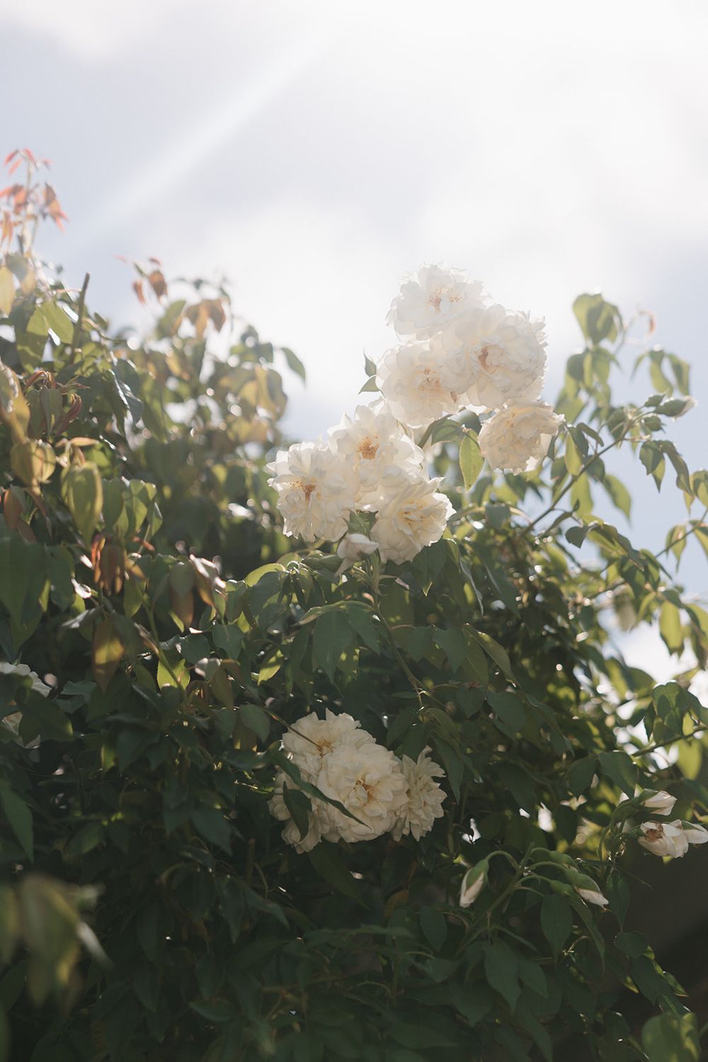 White roses blooming on a lush green bush against a soft cloudy sky in a garden setting.
