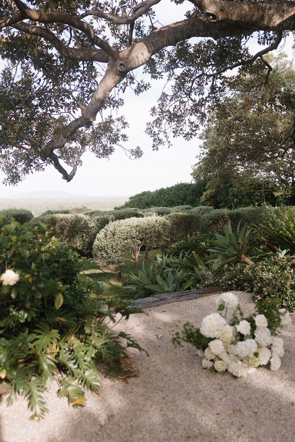 Lush coastal garden with manicured hedges, agave plants, and white hydrangeas on a gravel path beneath a sprawling oak tree.