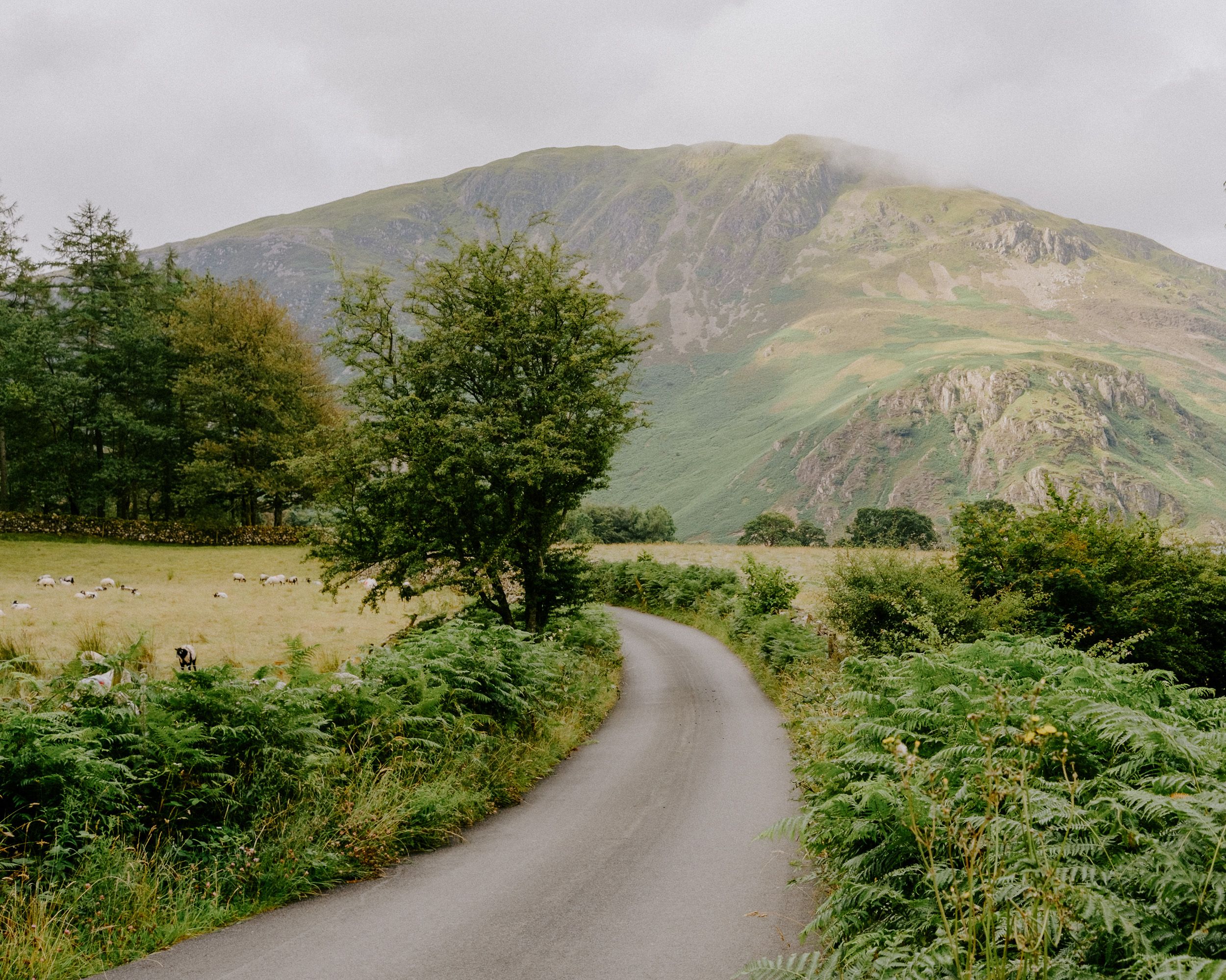 A winding narrow road curves through lush green ferns and trees toward a misty mountain in the Scottish Highlands.
