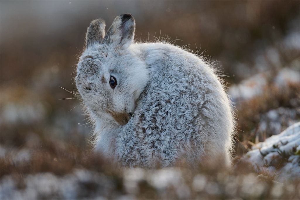 Mountain Hare, Grampian Mountains, Scotland