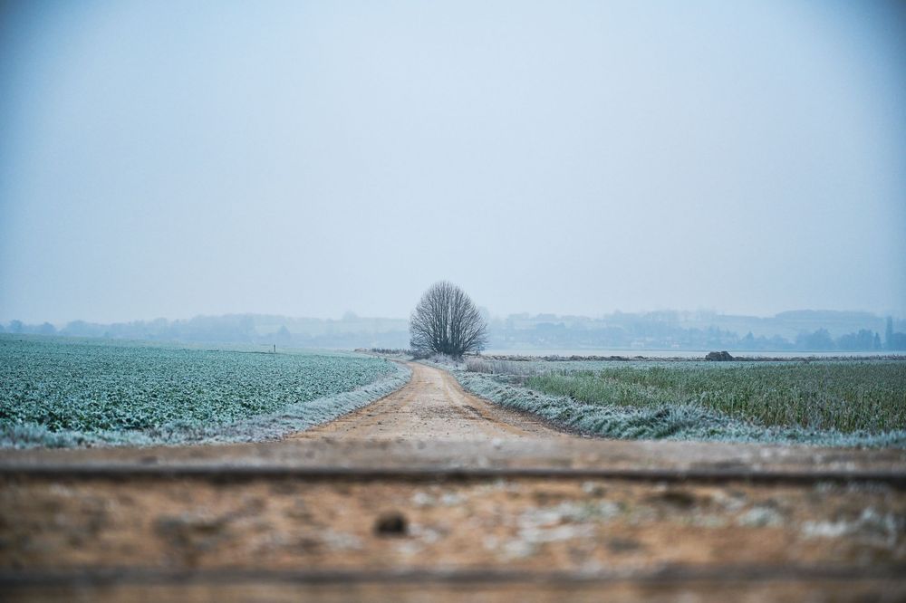 chemin de campagne rectiligne menant vers un arbre isolé à l'horizon, ambiance brumeuse/hivernale, champs de part et d'autre