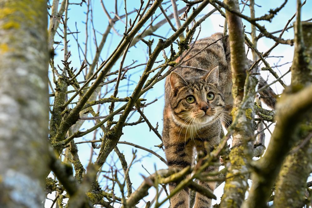 : chat tigré perché dans un arbre dénudé, branches nues autour, regard vers l'objectif