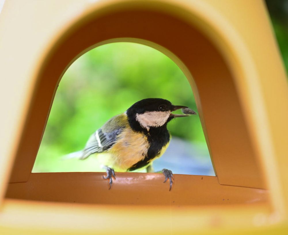 mésange charbonnière posée à l'entrée d'un nichoir en bois, cadrage serré