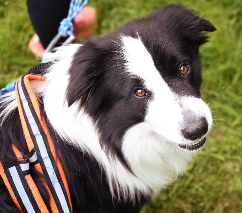 portrait rapproché d'un Border Collie (harnais coloré visible), regard direct vers l'objectif