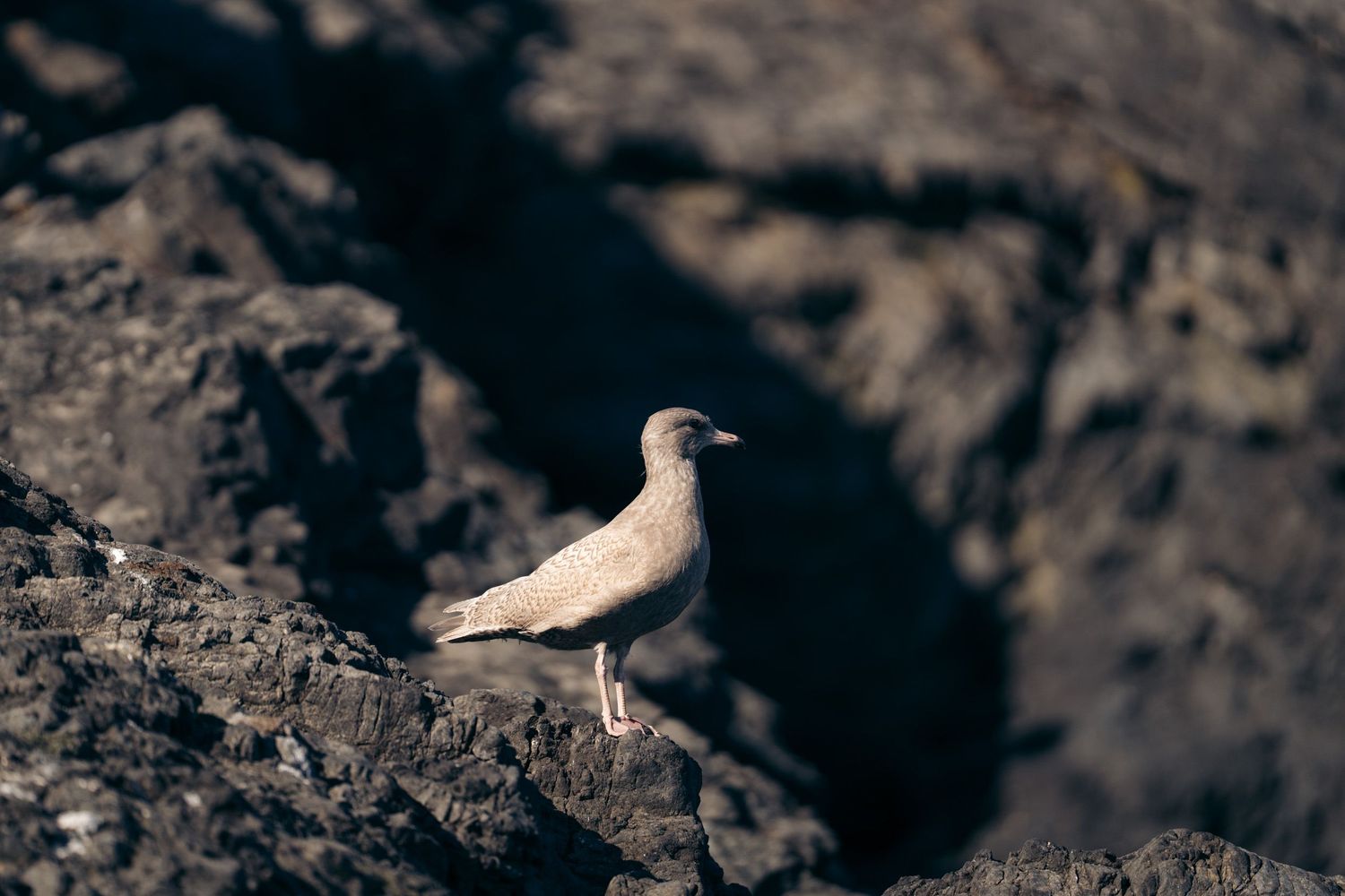 Jeune goéland bourgmestre au plumage beige moucheté posé sur un rocher sombre