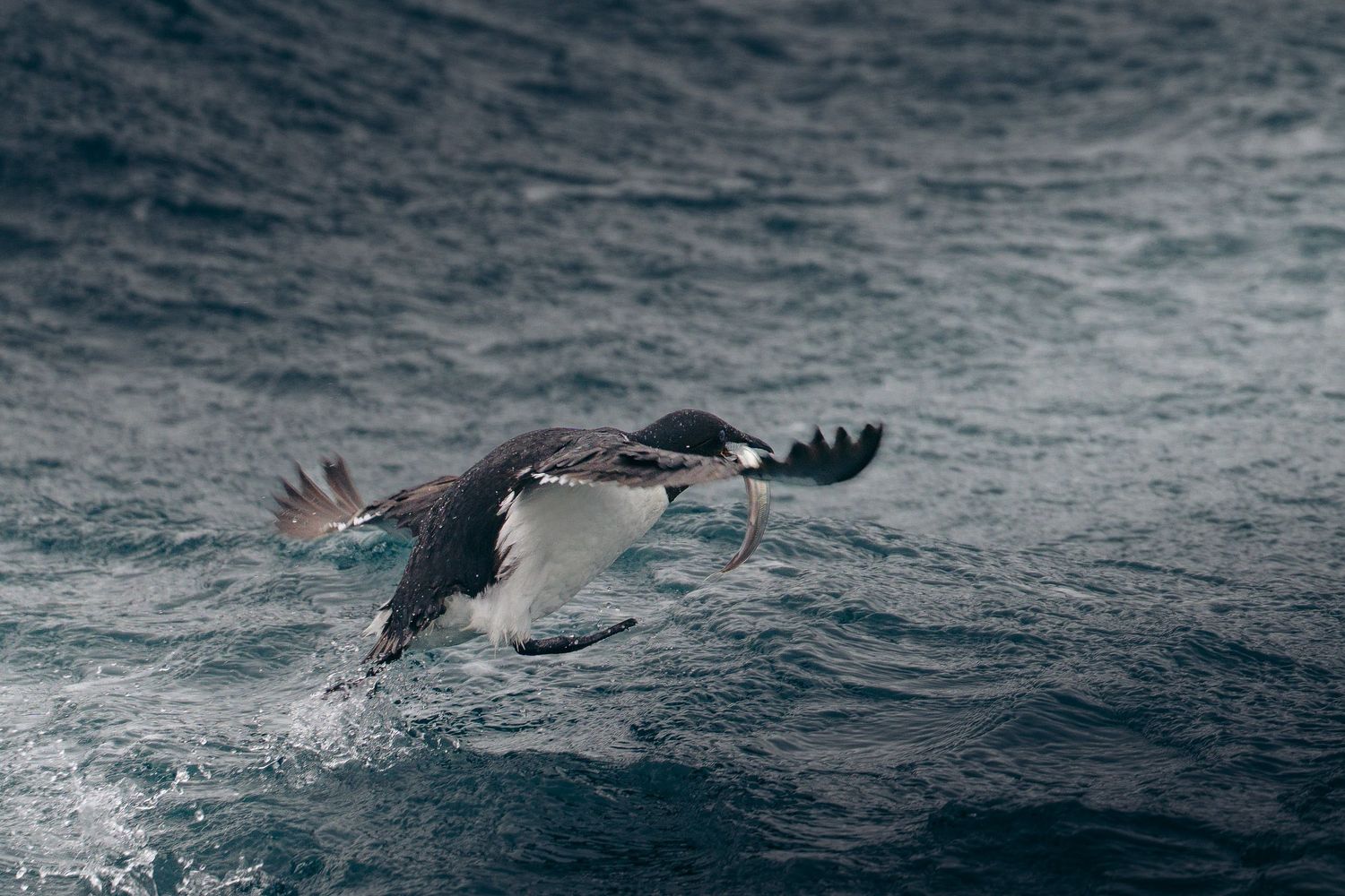 Guillemot de Brünnich s'arrachant de l'eau dans une gerbe de gouttes
