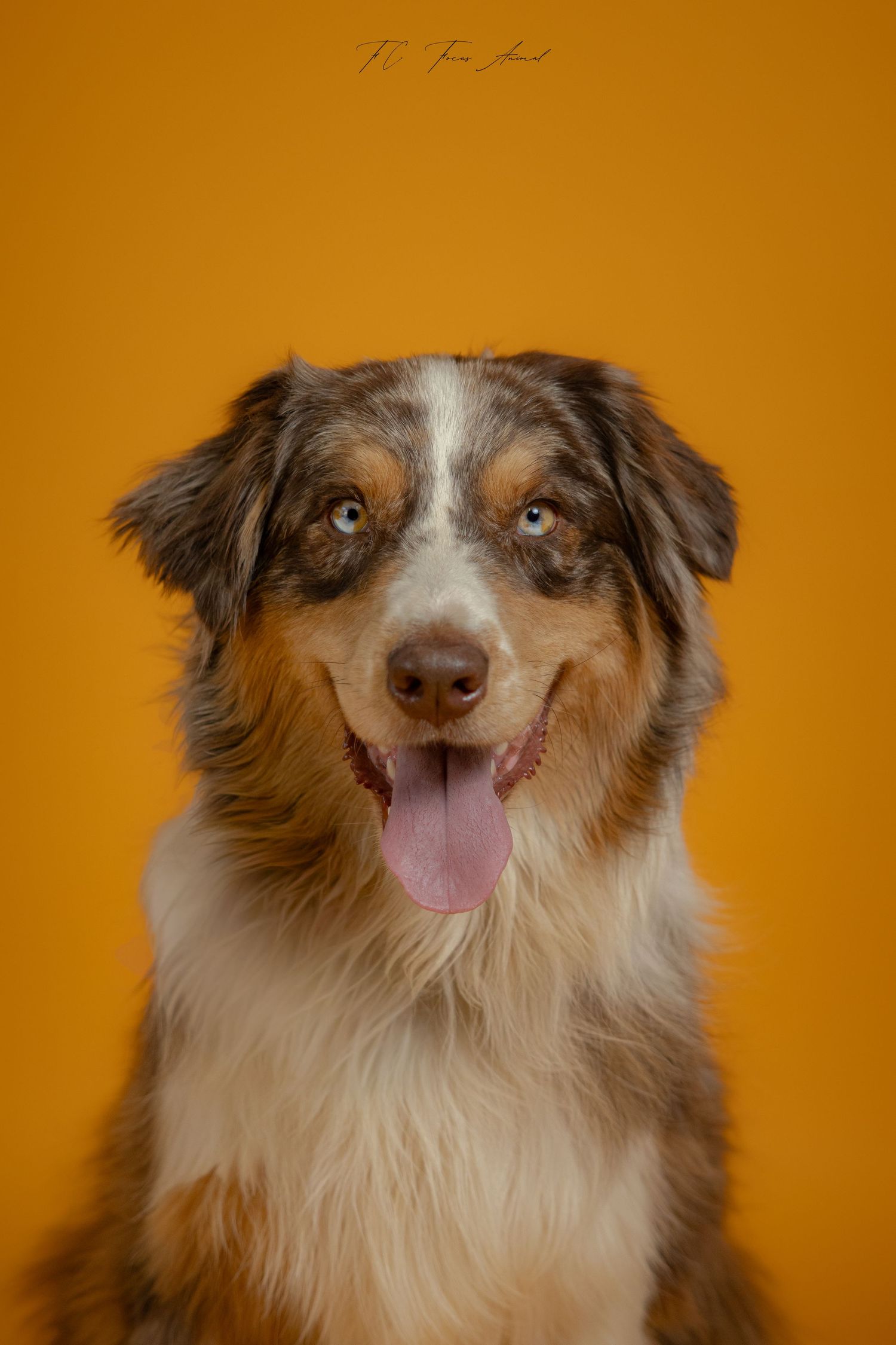 Chien / Studio Photo / Berger Australien