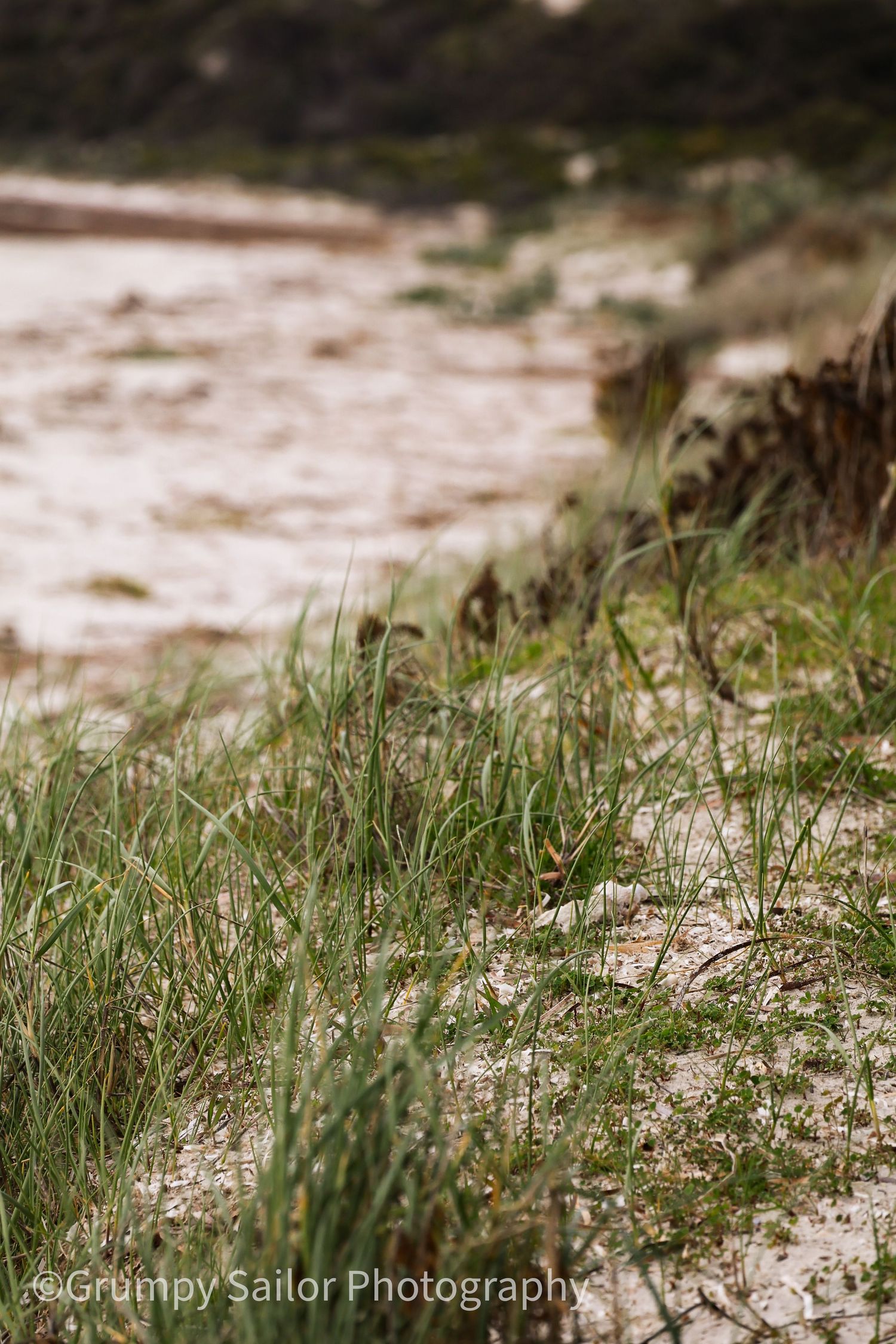 Close-up of coastal dune grass growing in white sandy beach.
