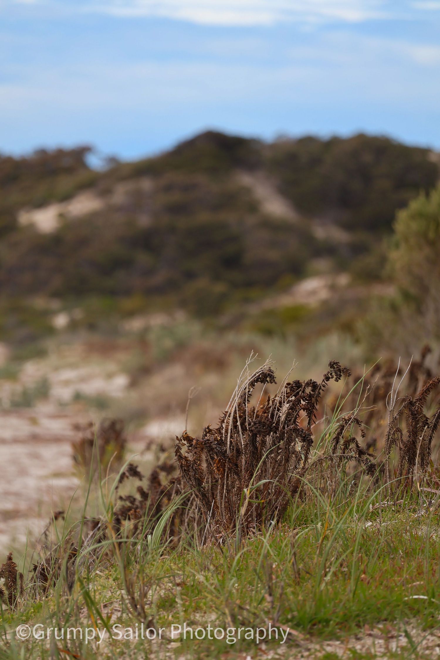 Dried coastal shrubs and green grass on sandy dune path.