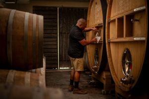 A winemaker inspects large oak barrels in a rustic winery cellar, checking wine aging progress.