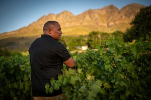 Man inspecting grapevines in a vineyard with a mountain backdrop during golden hour in South Africa.