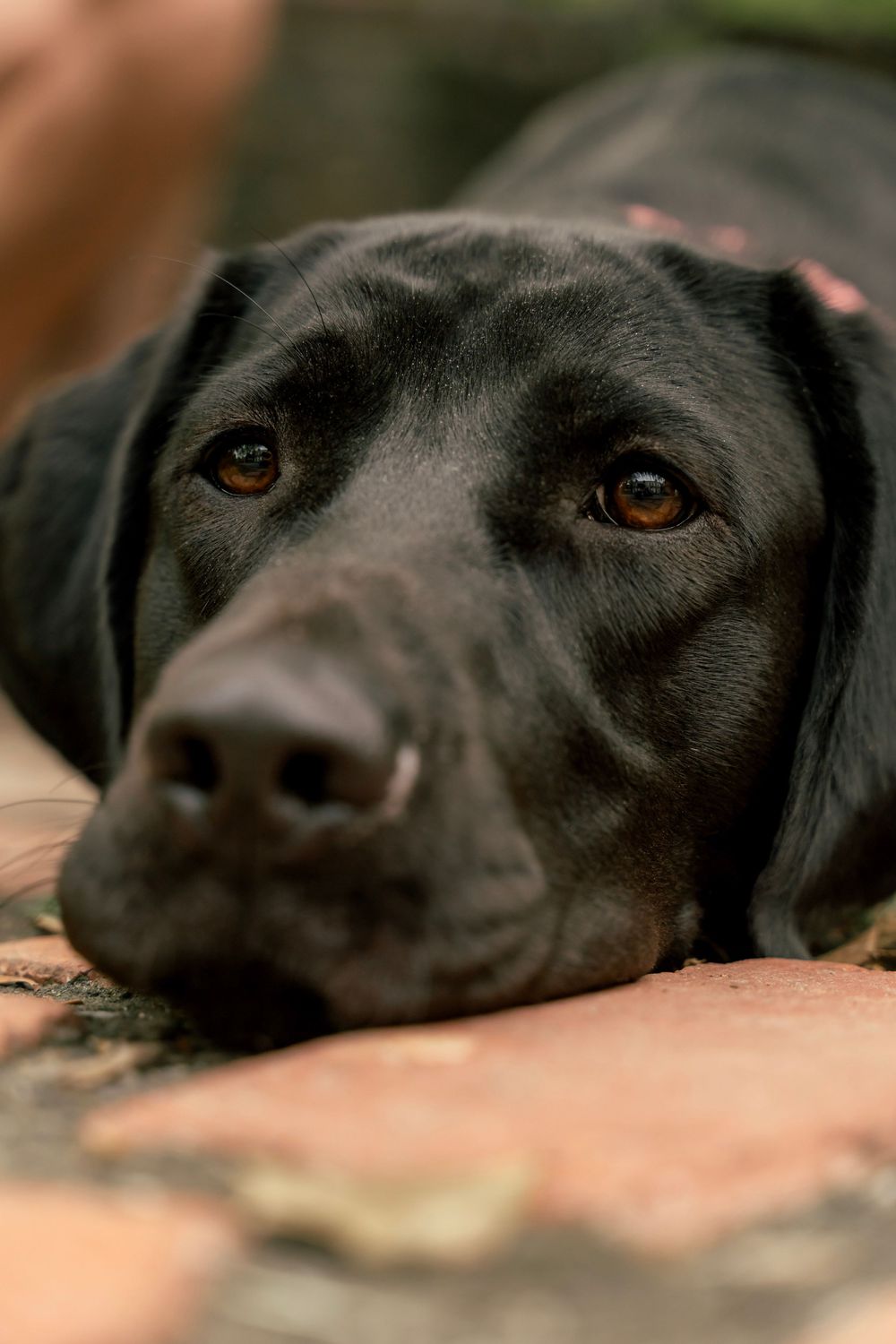 A black labrador laying on the ground of a brick patio