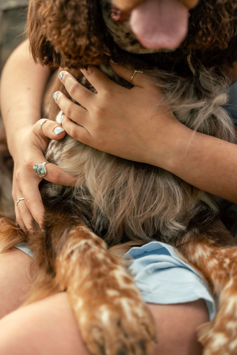 Pet portrait photo, boykin spaniel dog being held by his owner