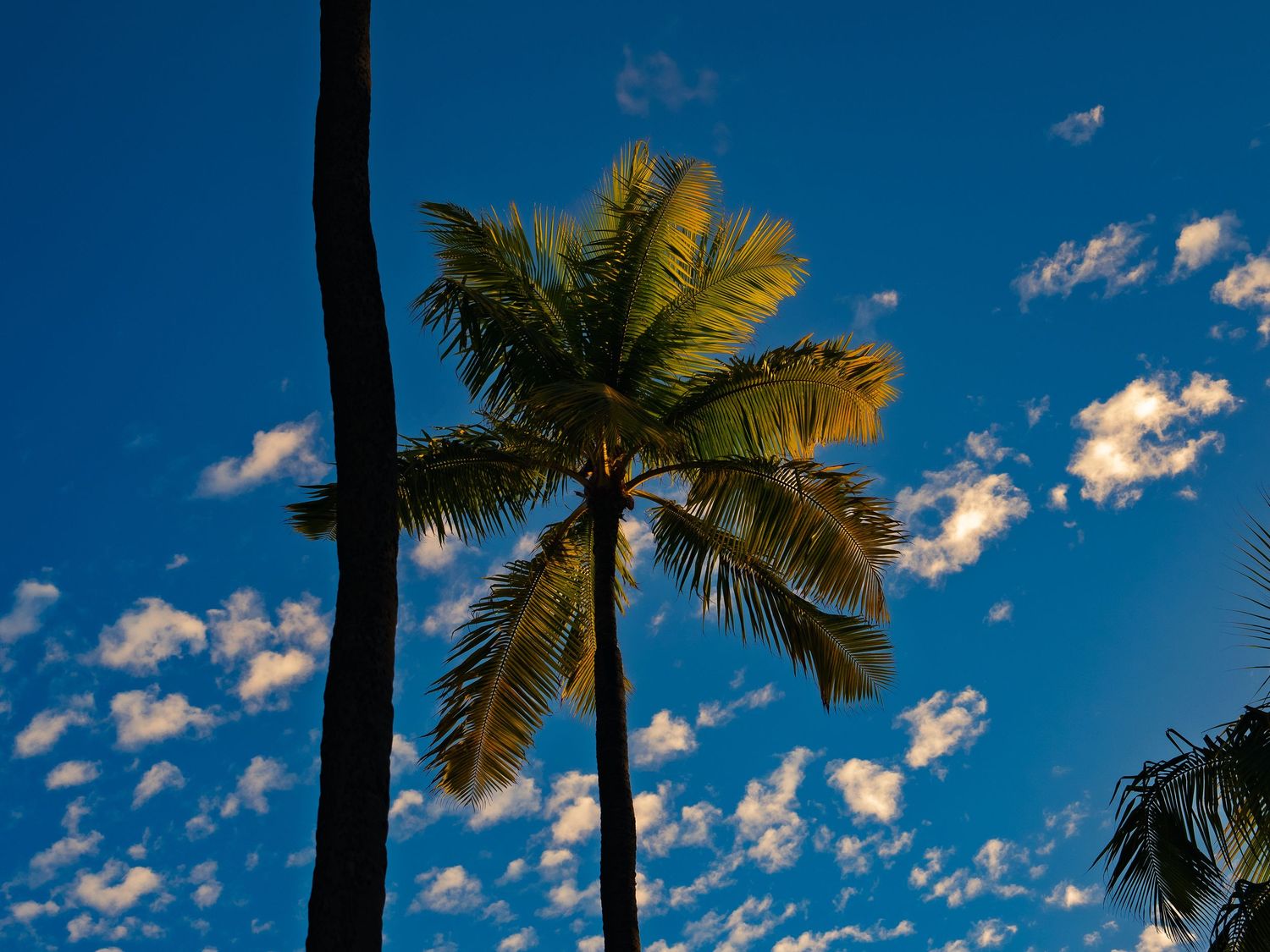 A tall coconut palm tree, lit gold by the low sun, stands against a deep blue sky dotted with small puffy clouds in Honolulu, Hawaii.