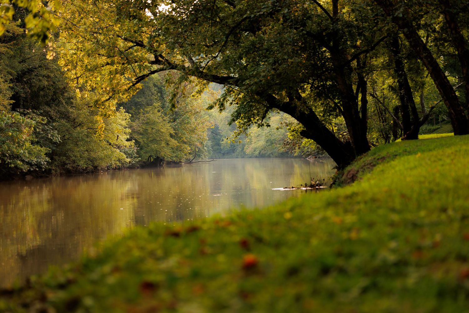 Serene river scene with lush green trees overhanging calm water in a peaceful park setting on a misty autumn day.