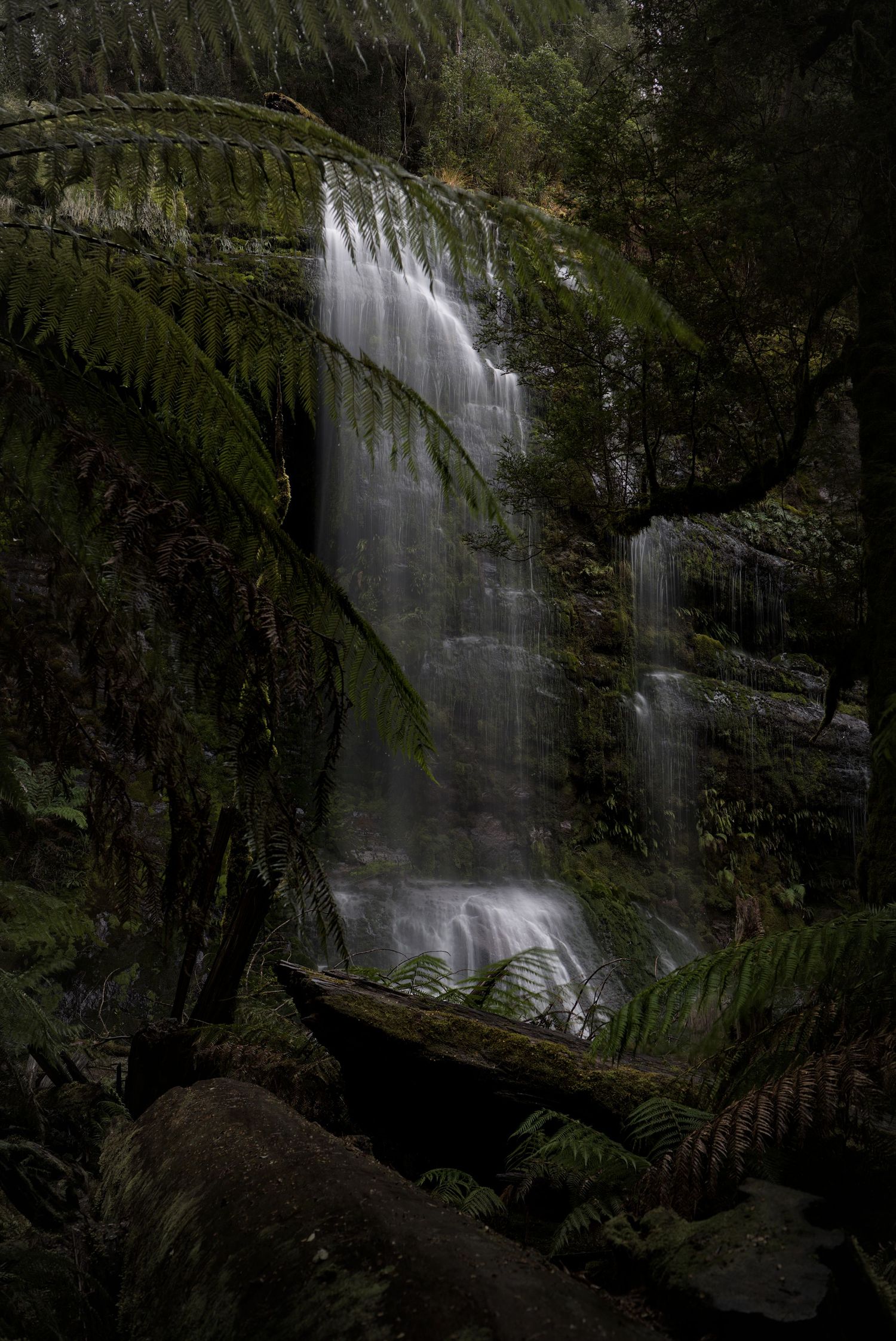 Tall waterfall cascading down a mossy cliff, framed by lush tree ferns and dense green rainforest in soft, moody light.