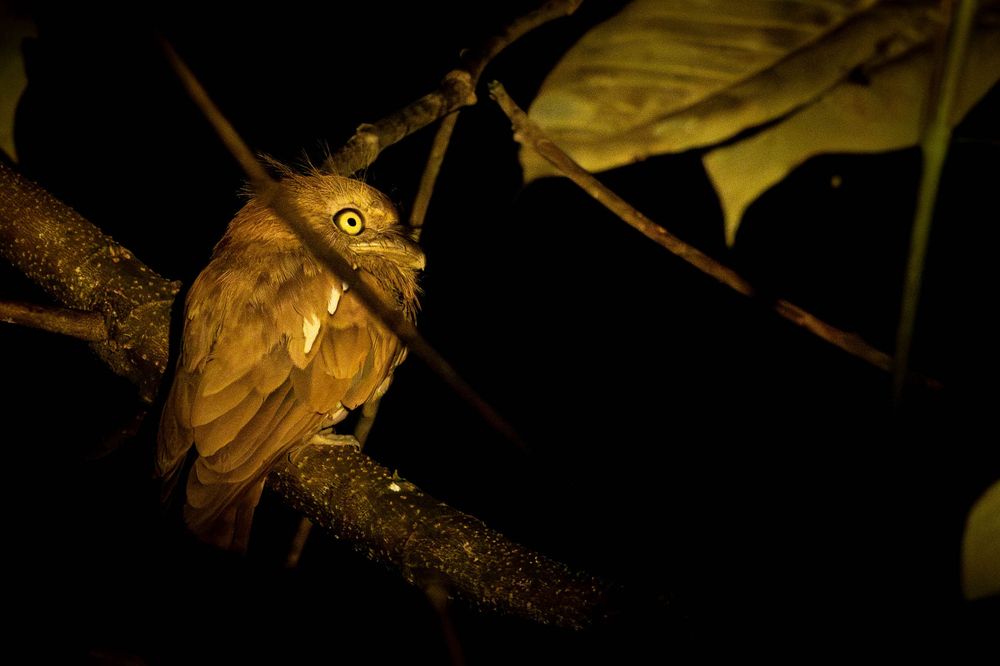 A nocturnal bird with striking yellow eyes perched on a branch in darkness, lit by warm golden light.