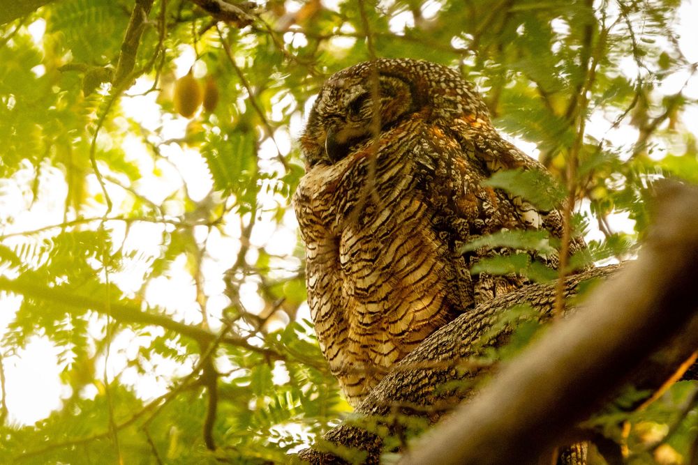 A camouflaged owl perched among green leafy branches in dappled sunlight.