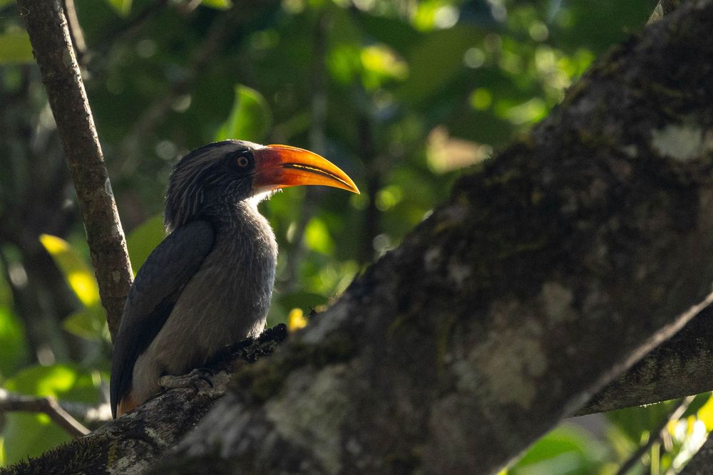 A Malabar Grey Hornbill with a distinctive orange beak perched on a tree branch in forest light.