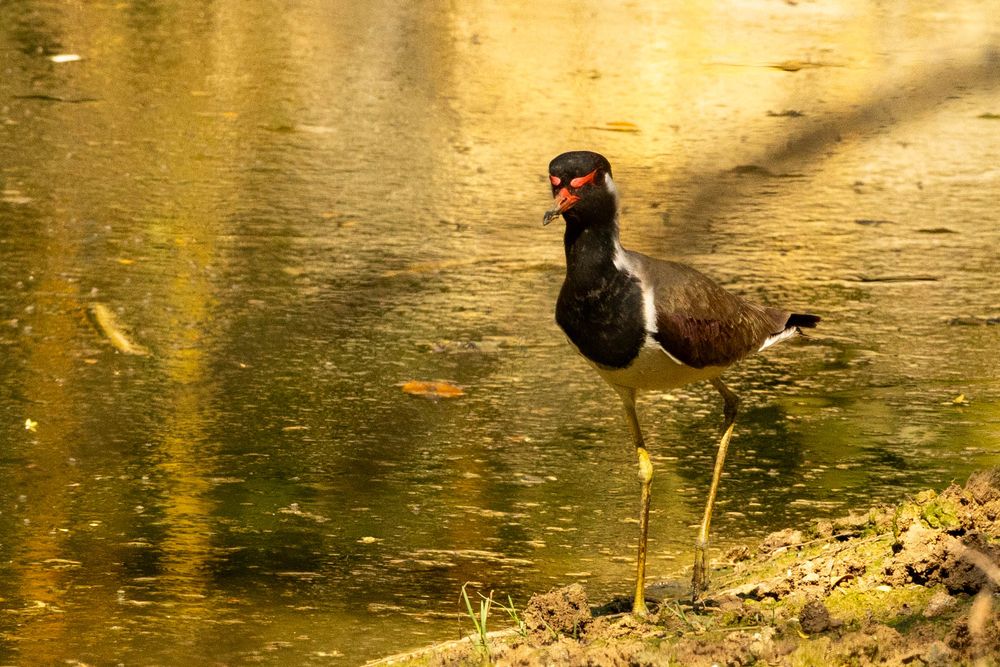 A red-wattled lapwing wades at the edge of a golden reflective pond, displaying its distinctive black and white markings.