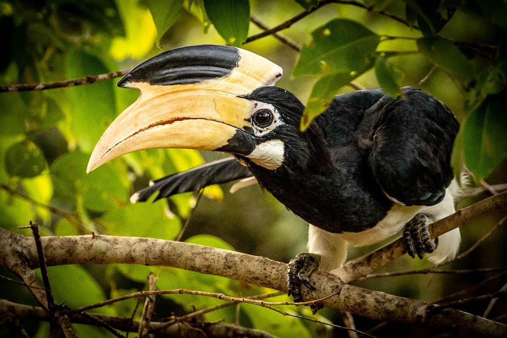 A close-up of a Malabar pied hornbill with a large yellow casque bill perched on a tree branch.