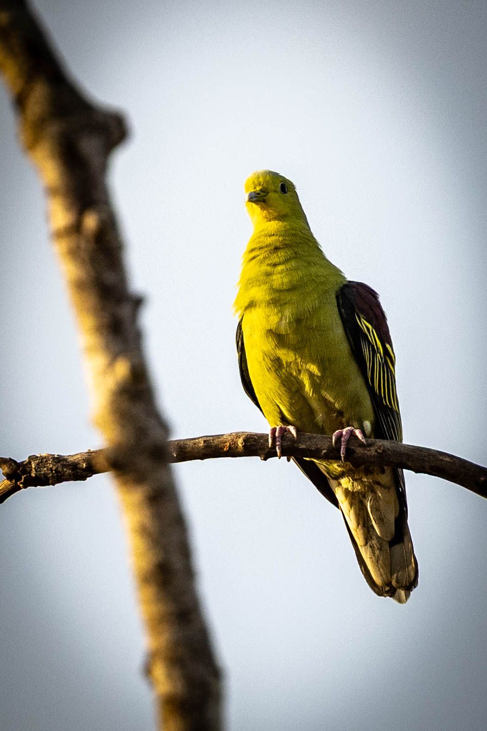 A vibrant yellow-green pigeon perches on a bare branch against a clear sky, displaying its colorful plumage.