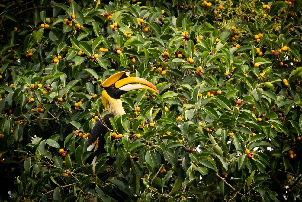 A great hornbill feeding among bright orange berries in a dense green tree.