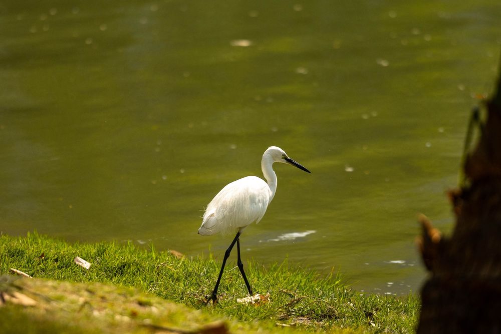 A white Little Egret bird walking along a grassy riverbank near calm green water.