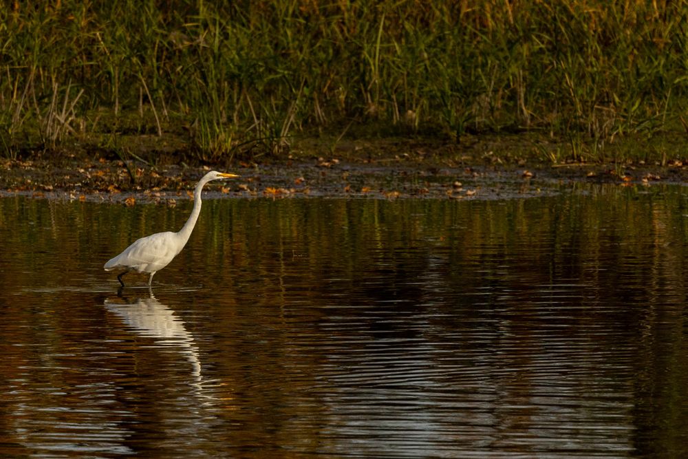 A white Great Egret wading in shallow water with its reflection visible on the calm surface.