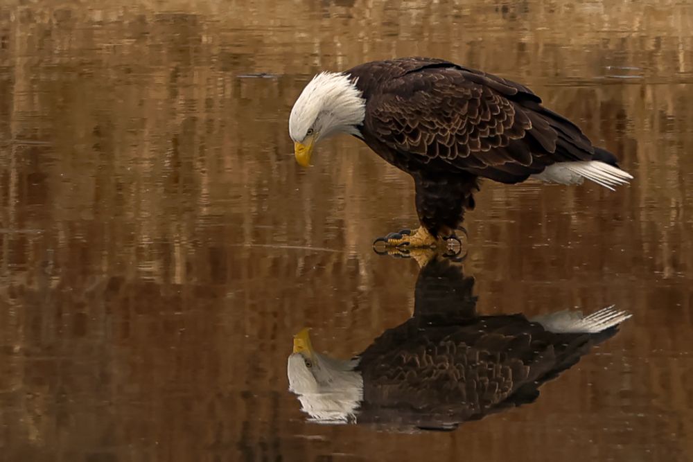 A bald eagle stands on a reflective water surface, gazing downward at its mirror image.