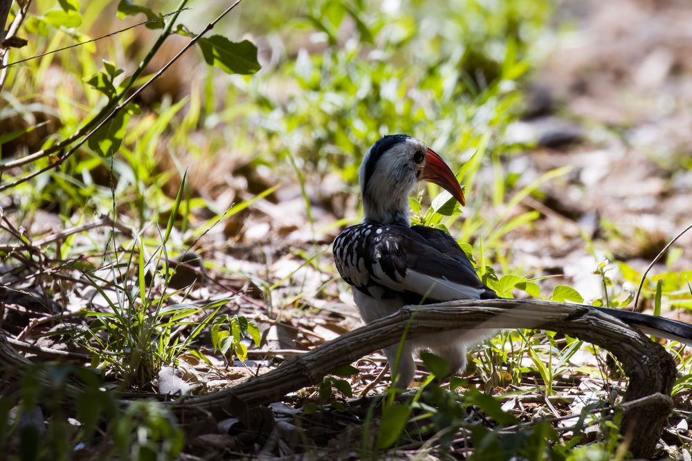 A red-billed hornbill forages on the ground among grass and twigs in a sun-dappled woodland.